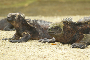 Galapagos Iguanas